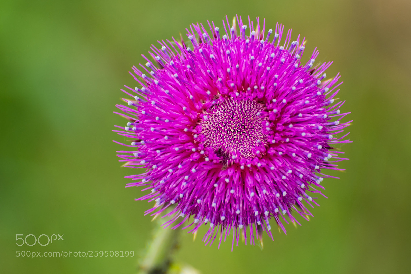 Nikon D7500 sample photo. Thistle eye photography