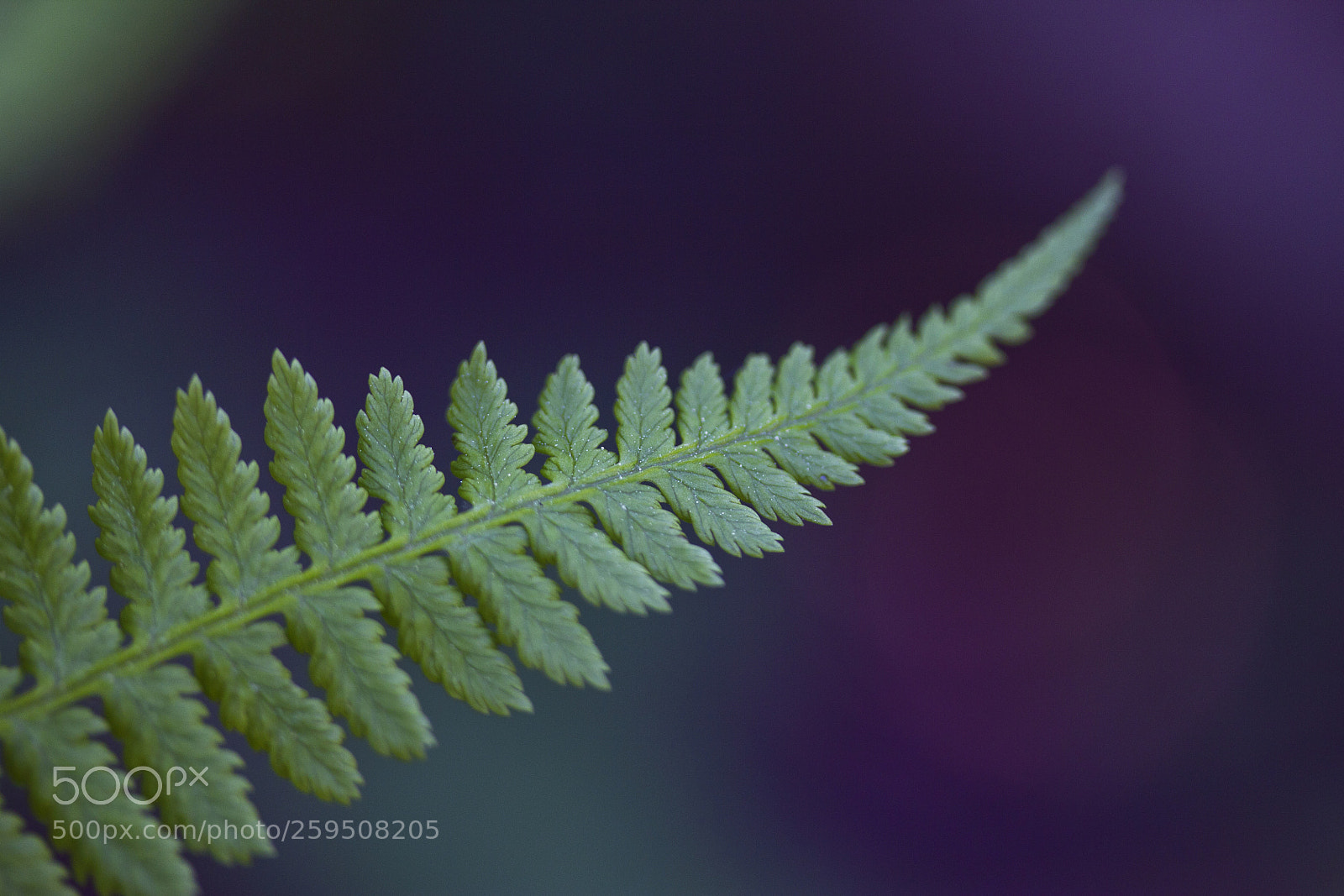 Canon EOS 60D sample photo. Wald-frauenfarn (athyrium filix-femina)/fern photography