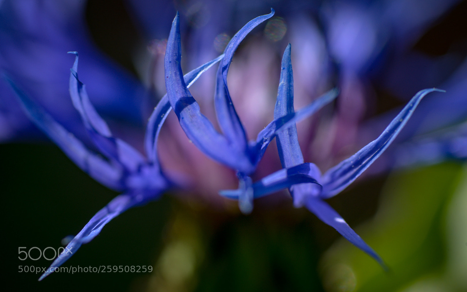 Nikon D800 sample photo. Blossom thorns photography