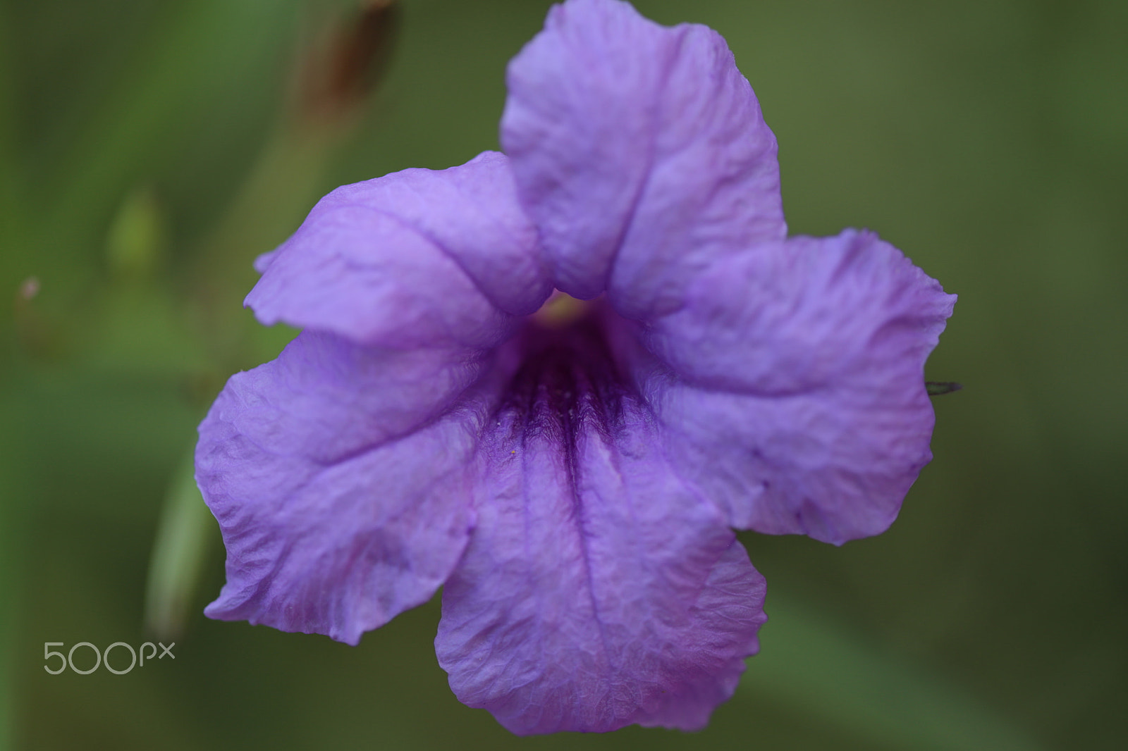 Canon EF 100mm F2.8 Macro USM sample photo. Color the day 12 photography