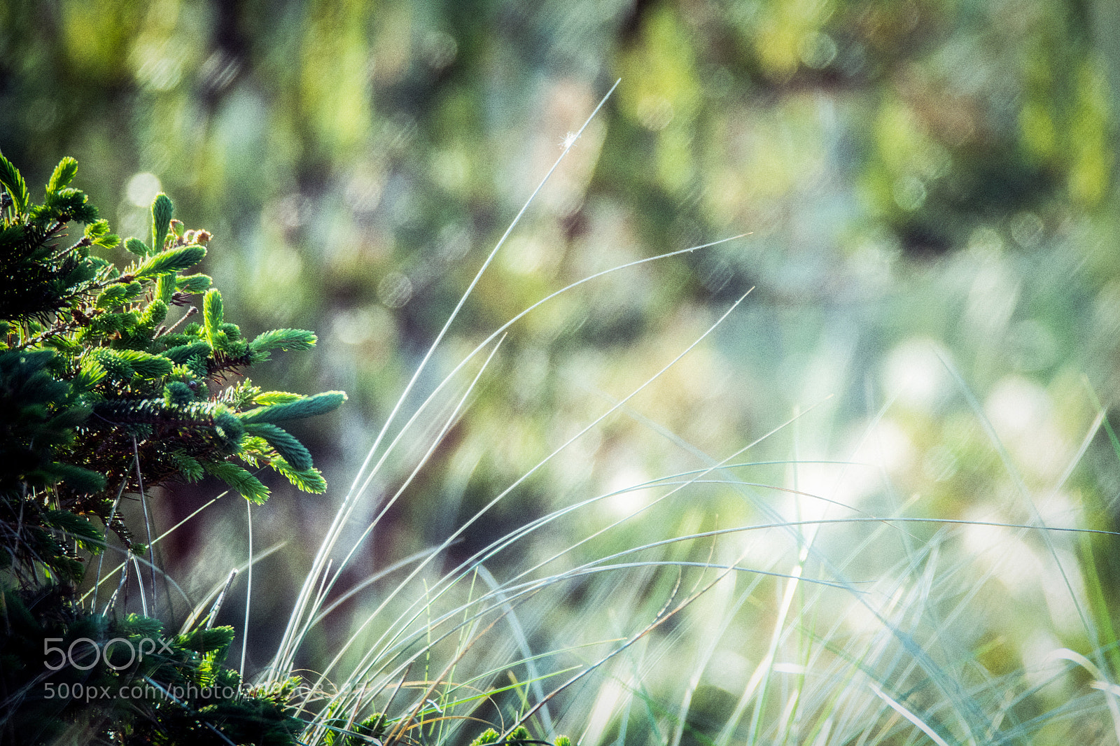 Nikon D500 sample photo. X photography