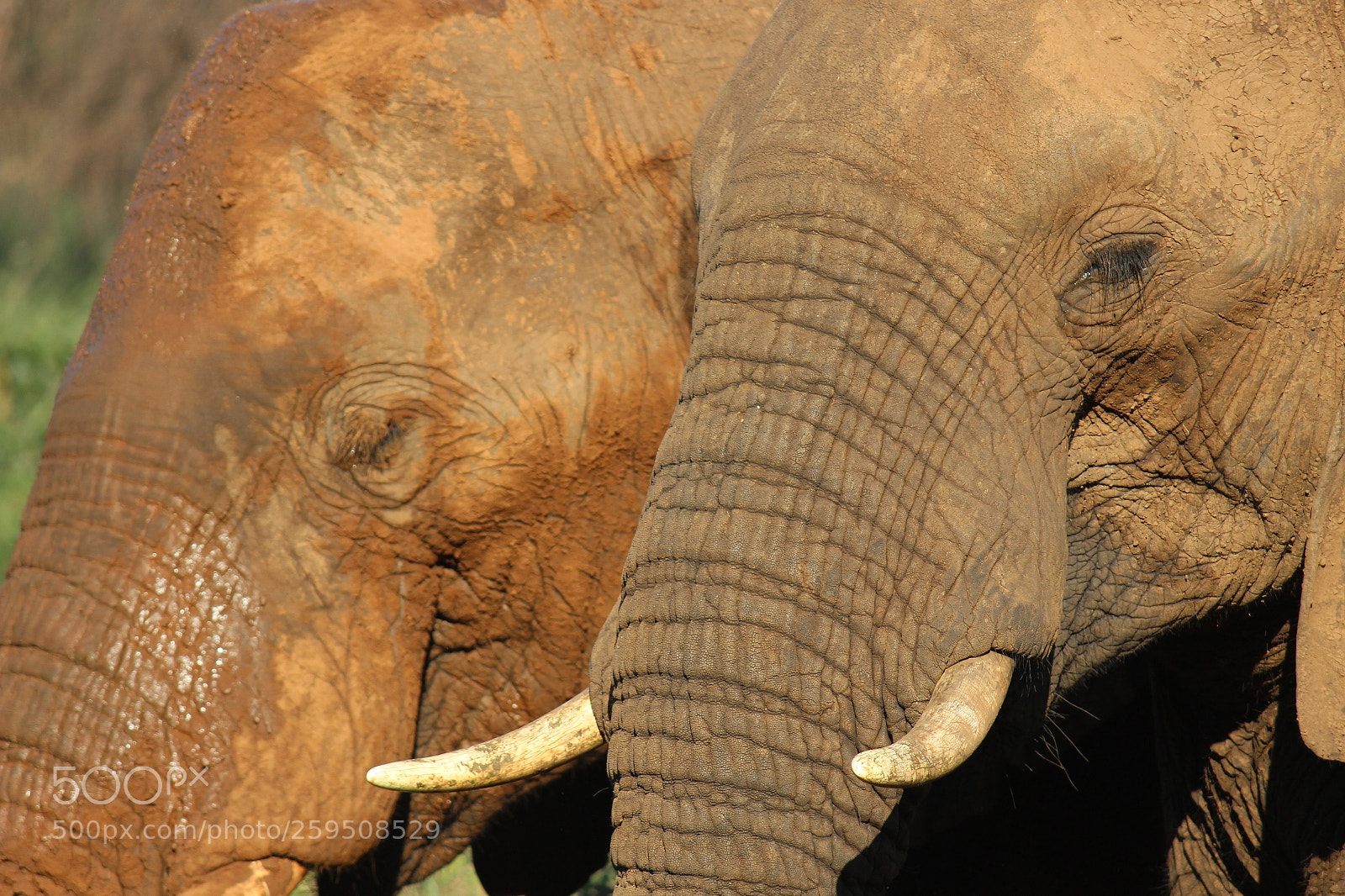 Canon EF-S 55-250mm F4-5.6 IS II sample photo. Elephants photography