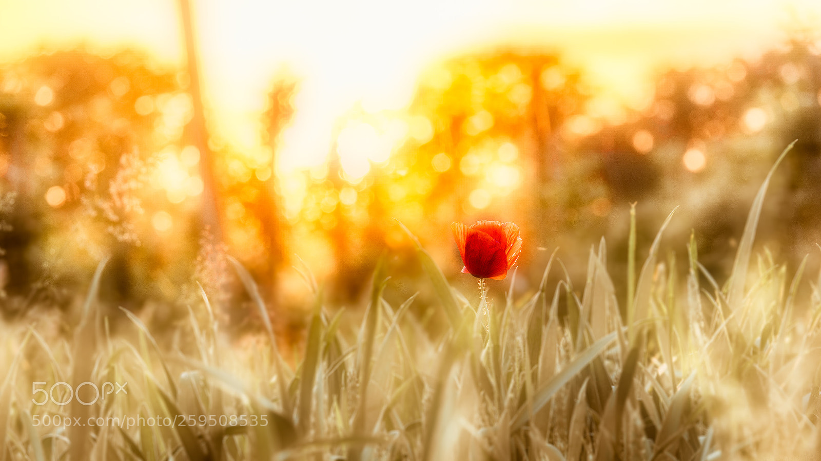 Panasonic Lumix DC-G9 sample photo. Poppy photography