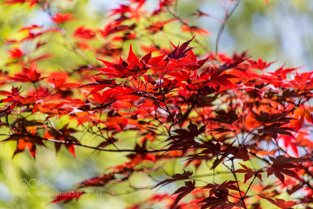 Canon EOS 6D sample photo. Red leaves of maple photography