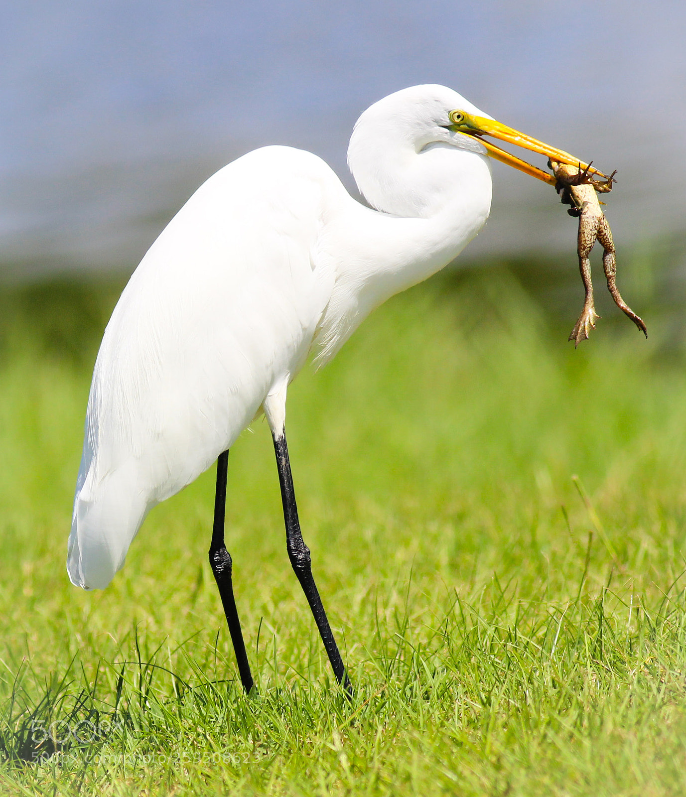 Canon EOS 600D (Rebel EOS T3i / EOS Kiss X5) sample photo. Great egret eats a photography