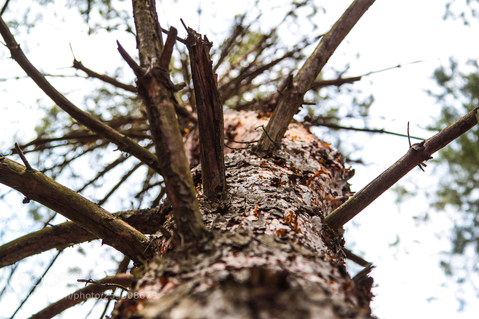 Canon EOS 500D (EOS Rebel T1i / EOS Kiss X3) sample photo. In the forest photography