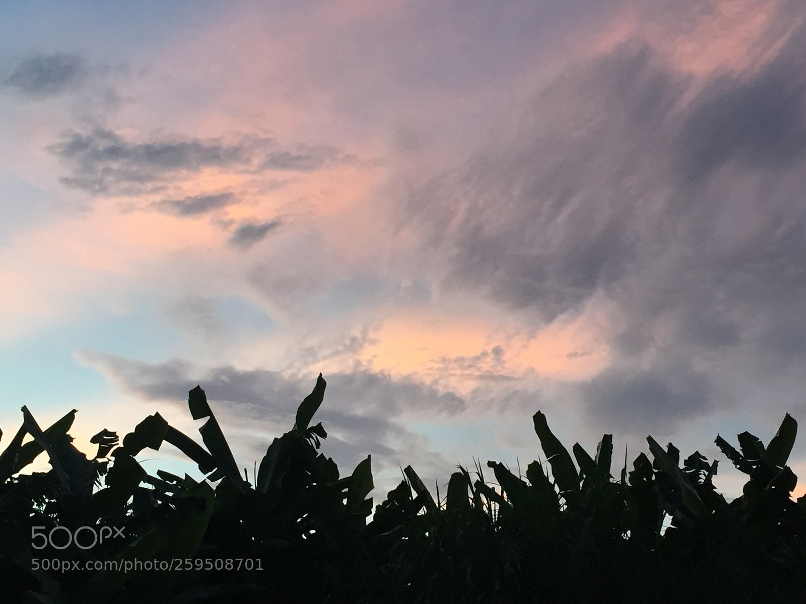 Apple iPhone 6 sample photo. Early evening photography