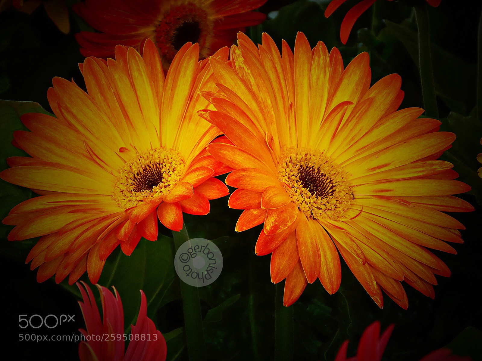 Panasonic Lumix DC-ZS70 (Lumix DC-TZ90) sample photo. The orange gerberas photography