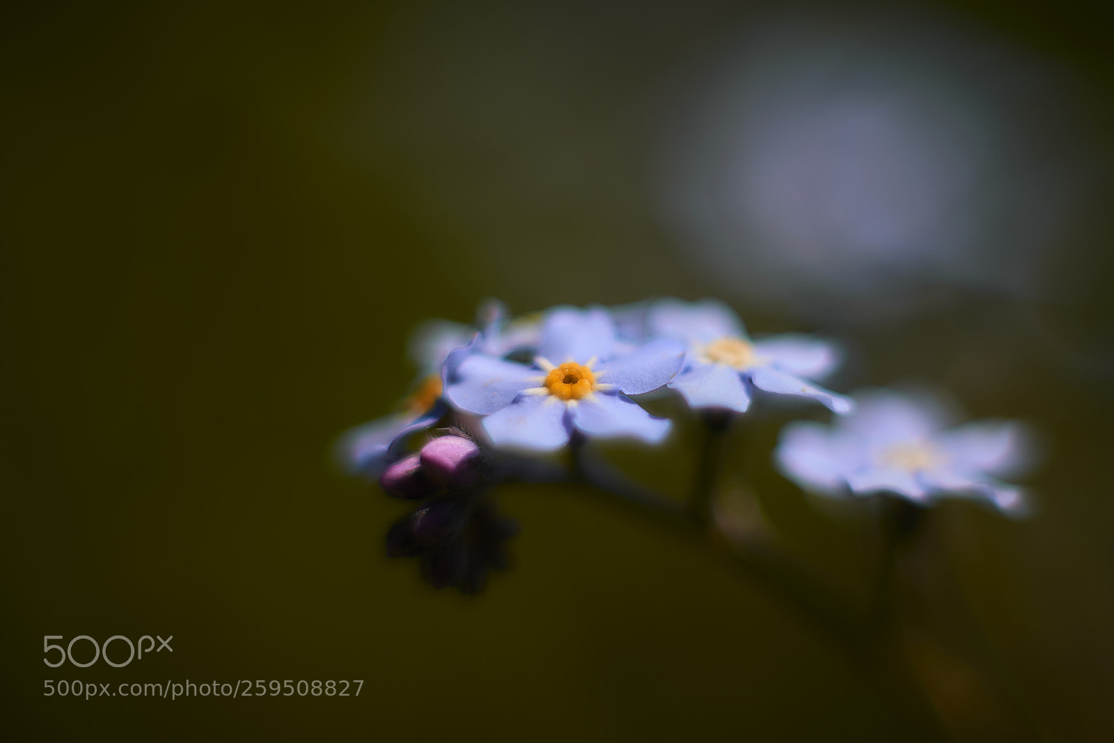 Nikon D800E sample photo. Dreamworld photography