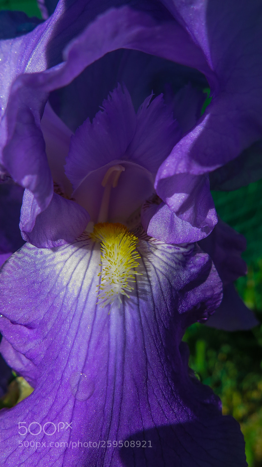 Canon PowerShot G16 sample photo. Iris photography