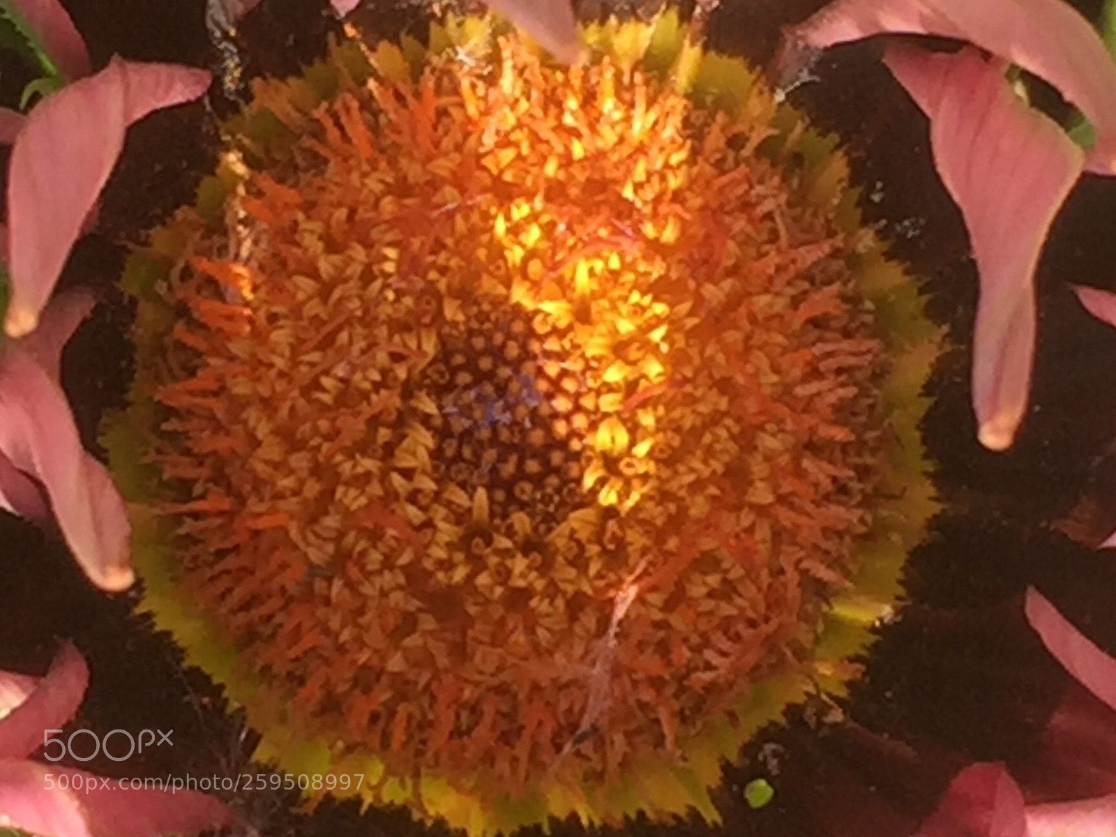 Apple iPhone 6 Plus sample photo. Gazania triptych 2: wedge  photography