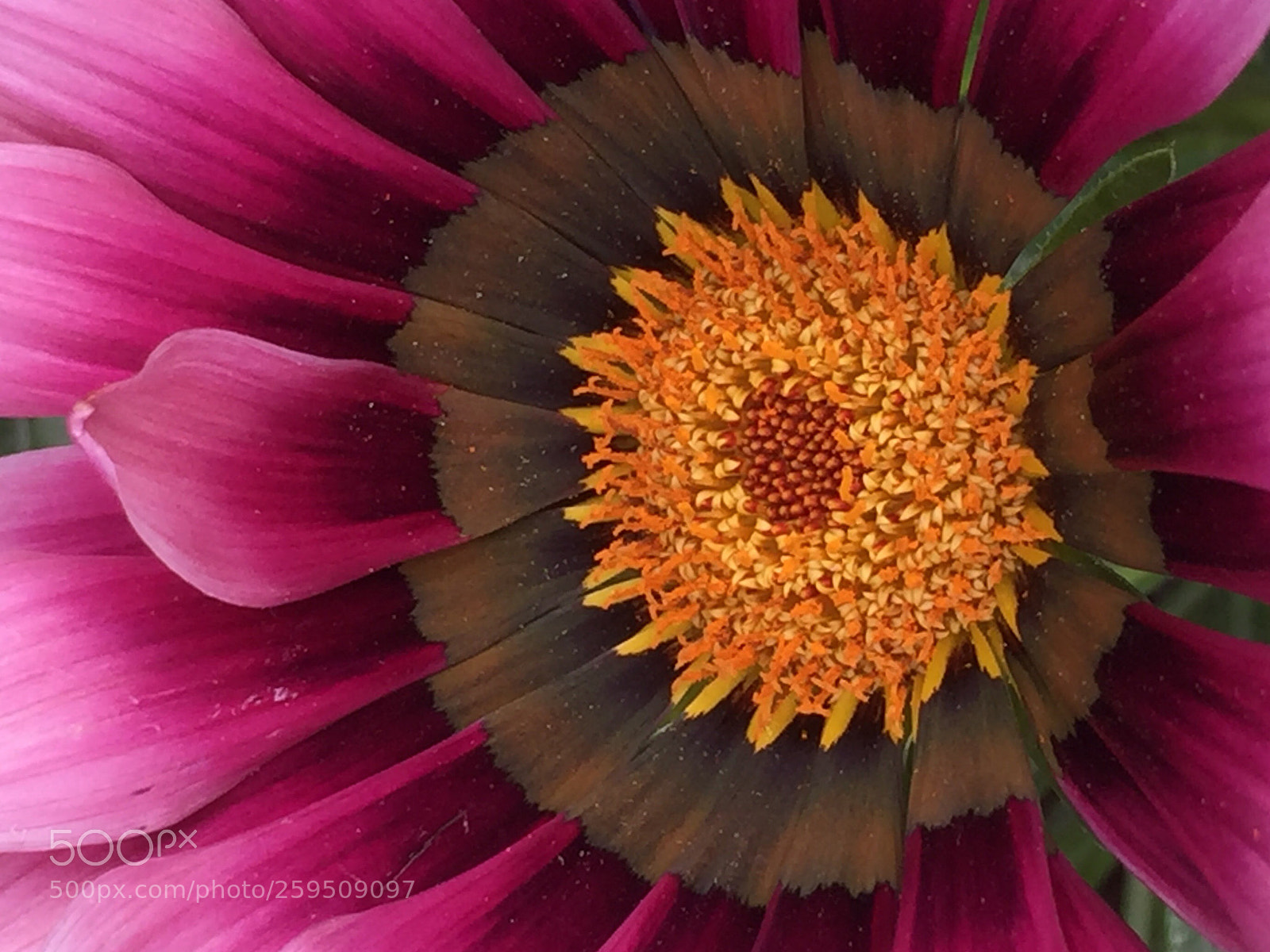 Apple iPhone 6 Plus sample photo. Gazania triptych 1: petal  photography