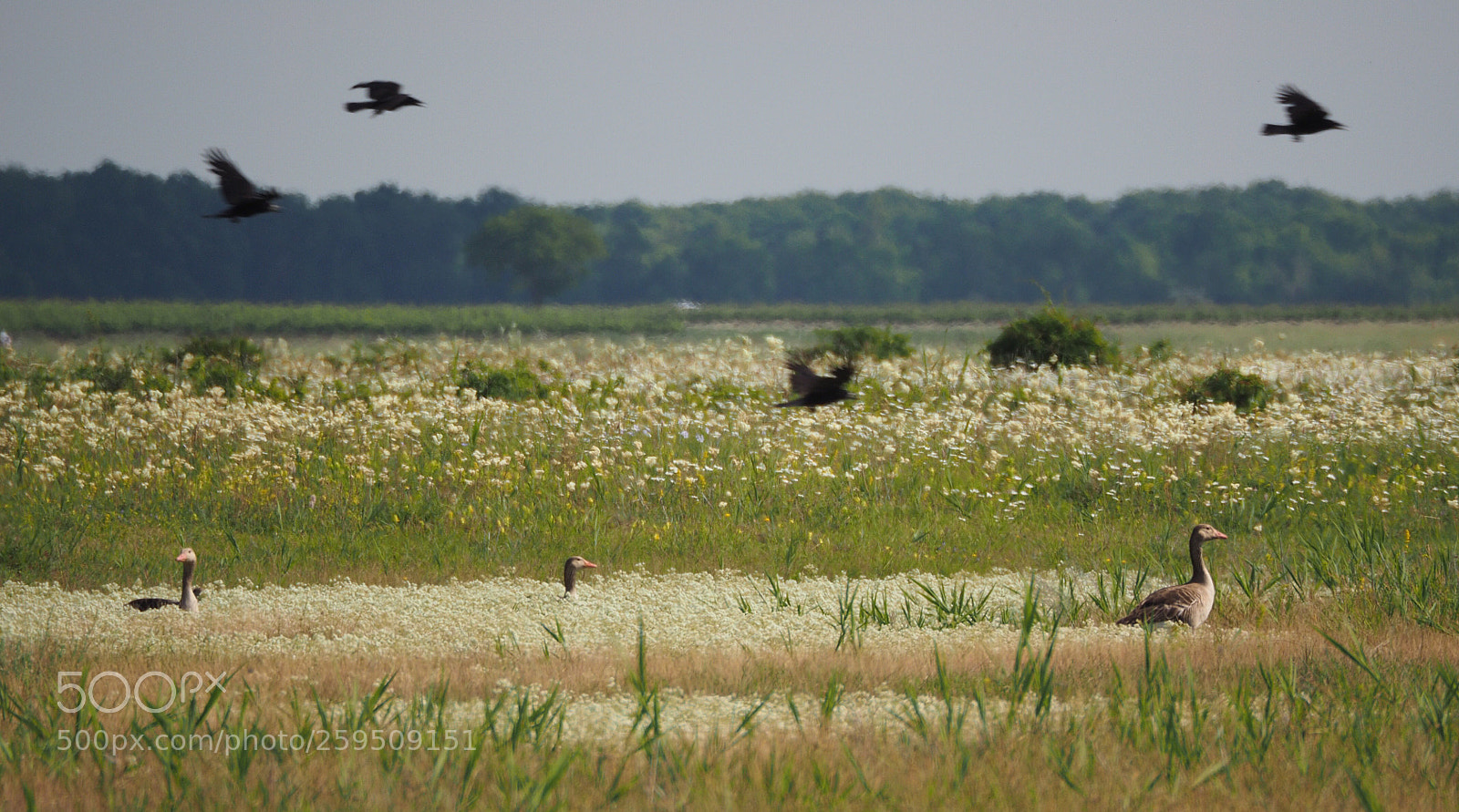 Olympus OM-D E-M1 sample photo. Wilderness life photography