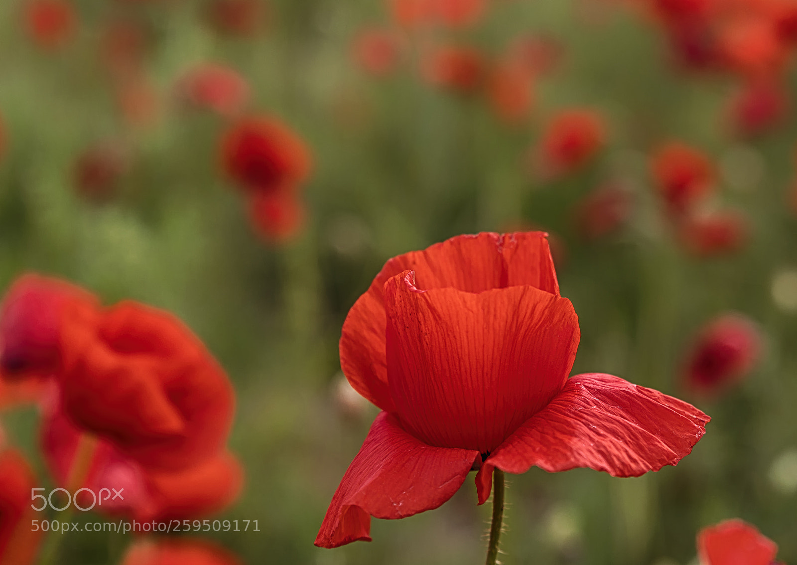 Nikon D500 sample photo. Amapola - poppy photography