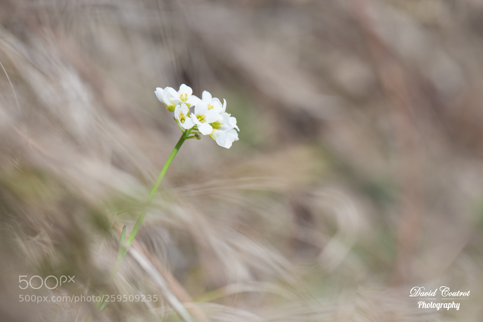 Nikon D610 sample photo. White & brown photography