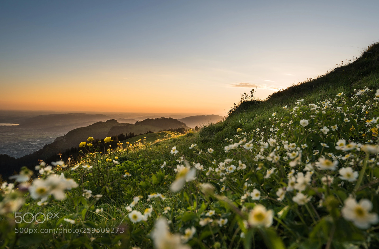 Nikon D750 sample photo. Flowerpower photography