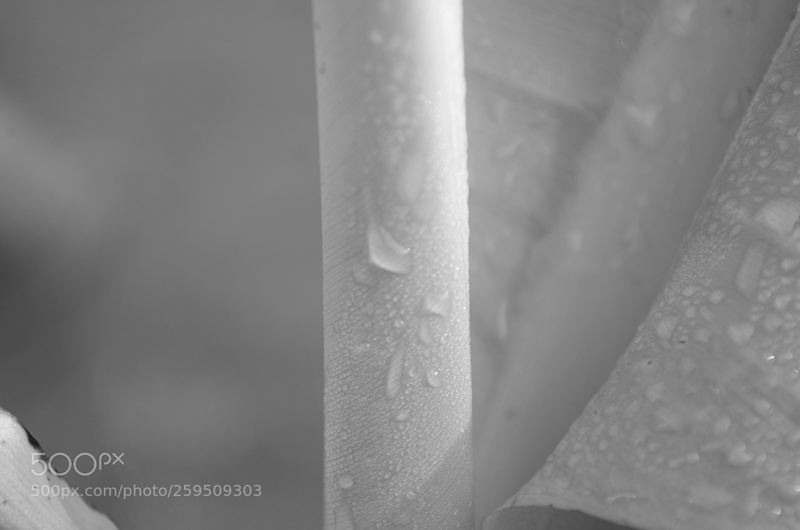 Nikon D5100 sample photo. Dewy shades of gray photography
