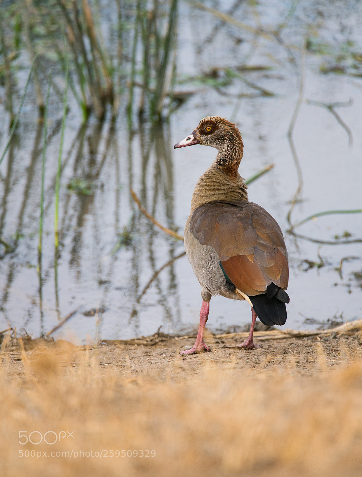 Sony a99 II sample photo. Egyptian goose photography