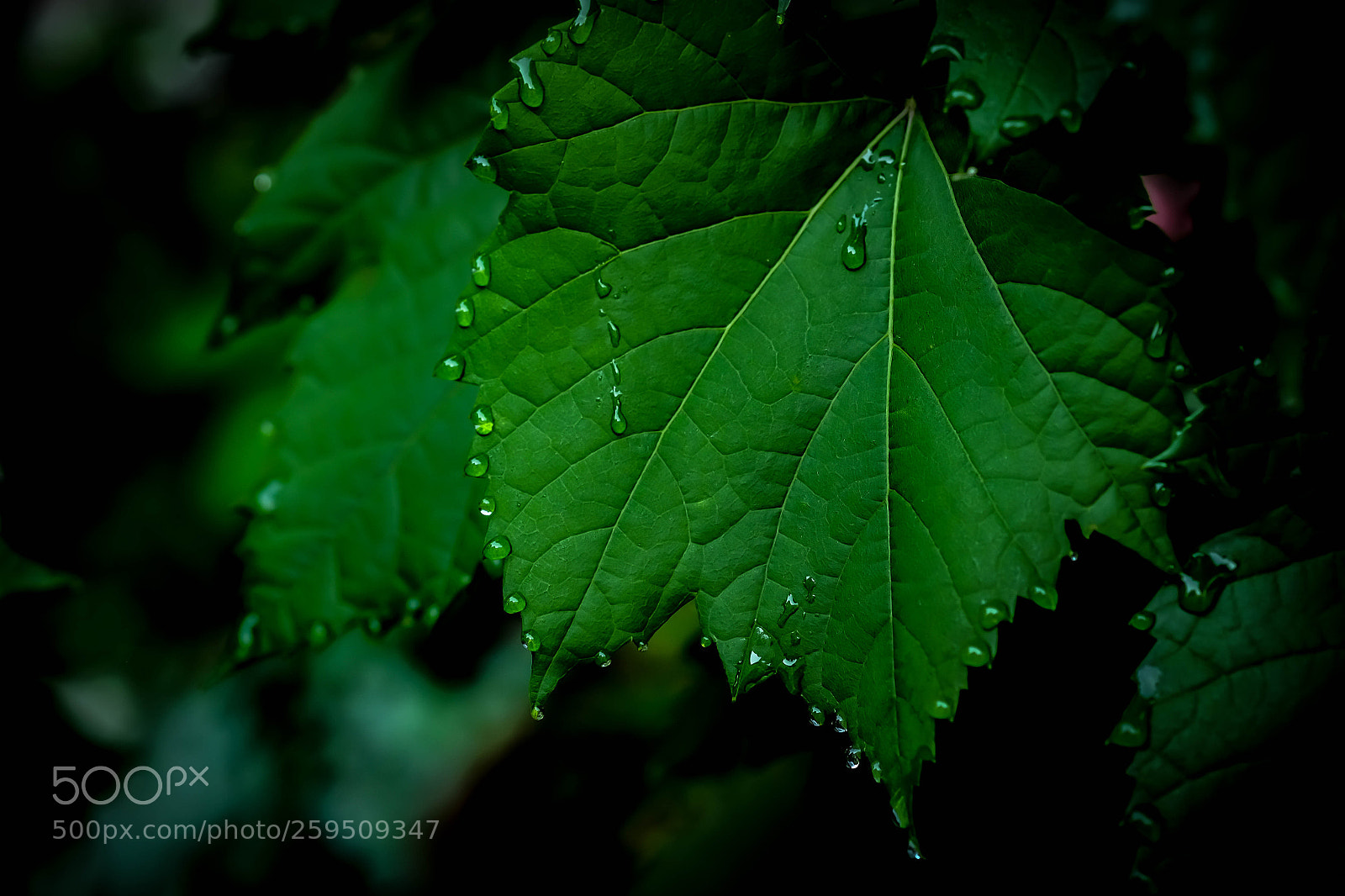 Fujifilm X-T1 sample photo. Nature photography