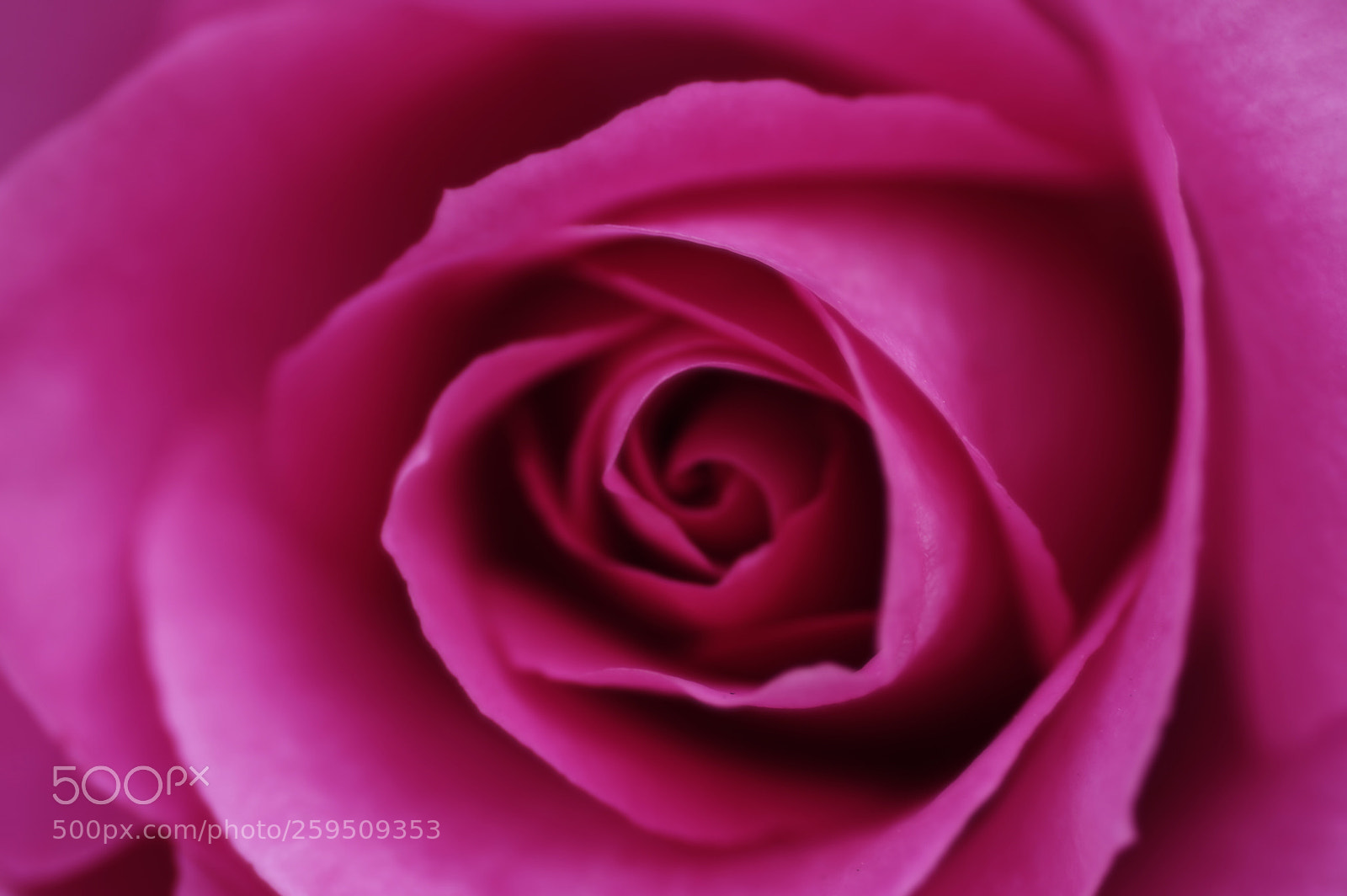 Pentax K-3 II sample photo. Rose core photography