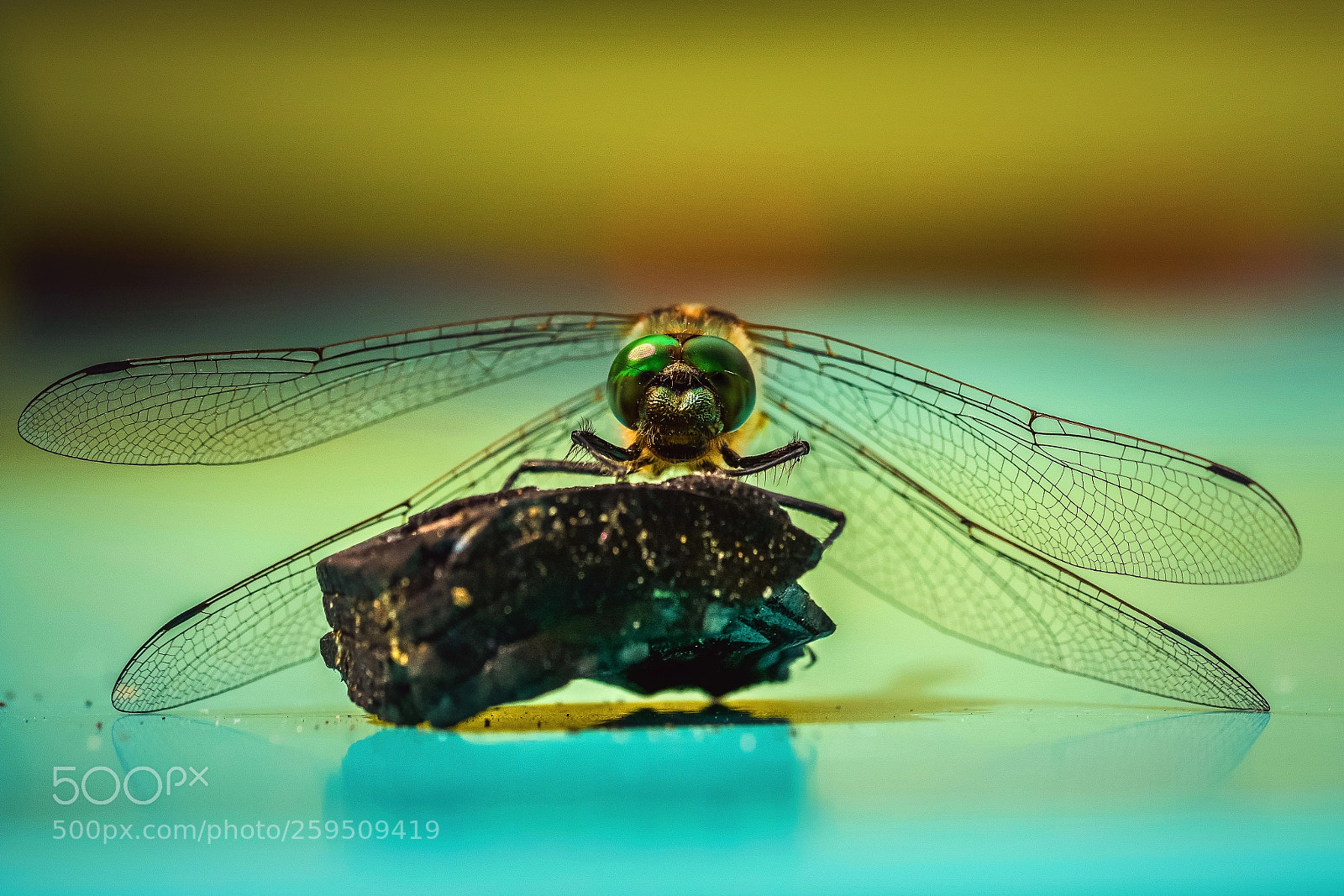 Nikon D850 sample photo. A welcome visitor photography