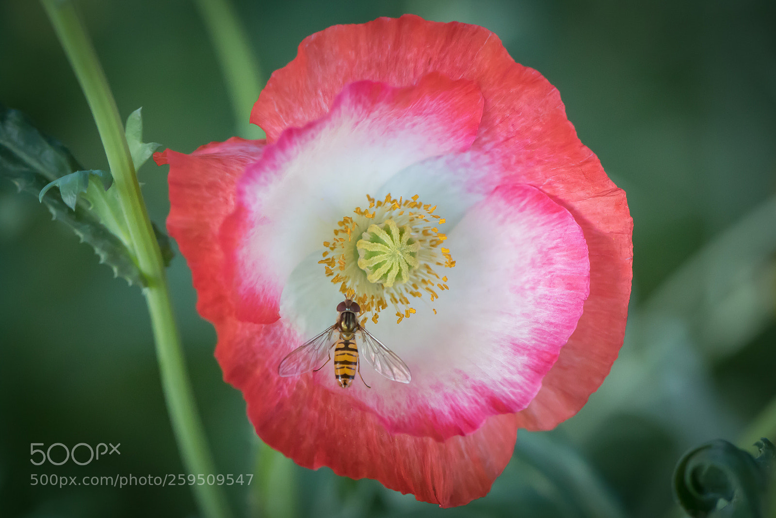 Canon EOS 7D Mark II sample photo. Nature photography