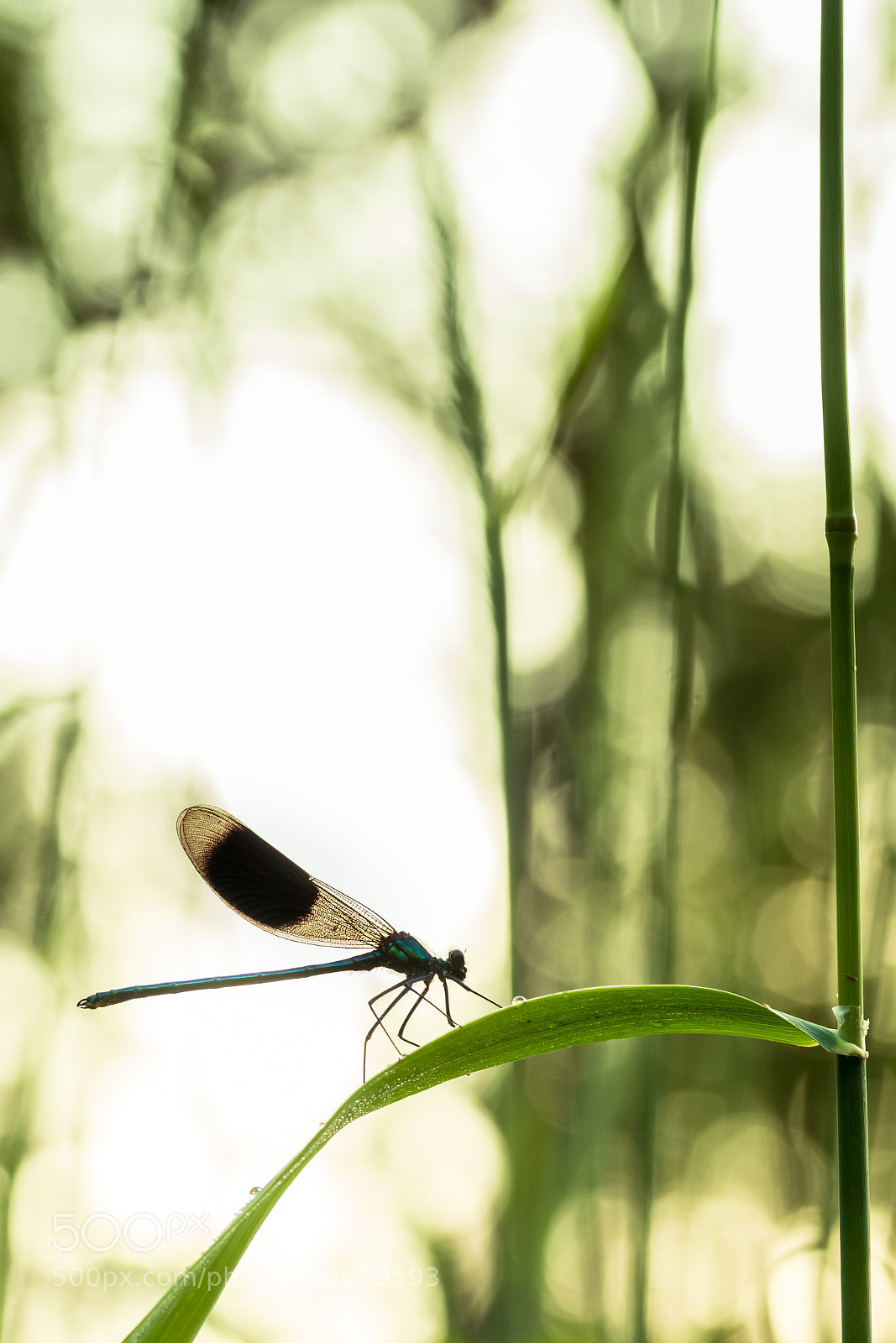 Canon EOS 70D sample photo. Waiting for sunlight photography