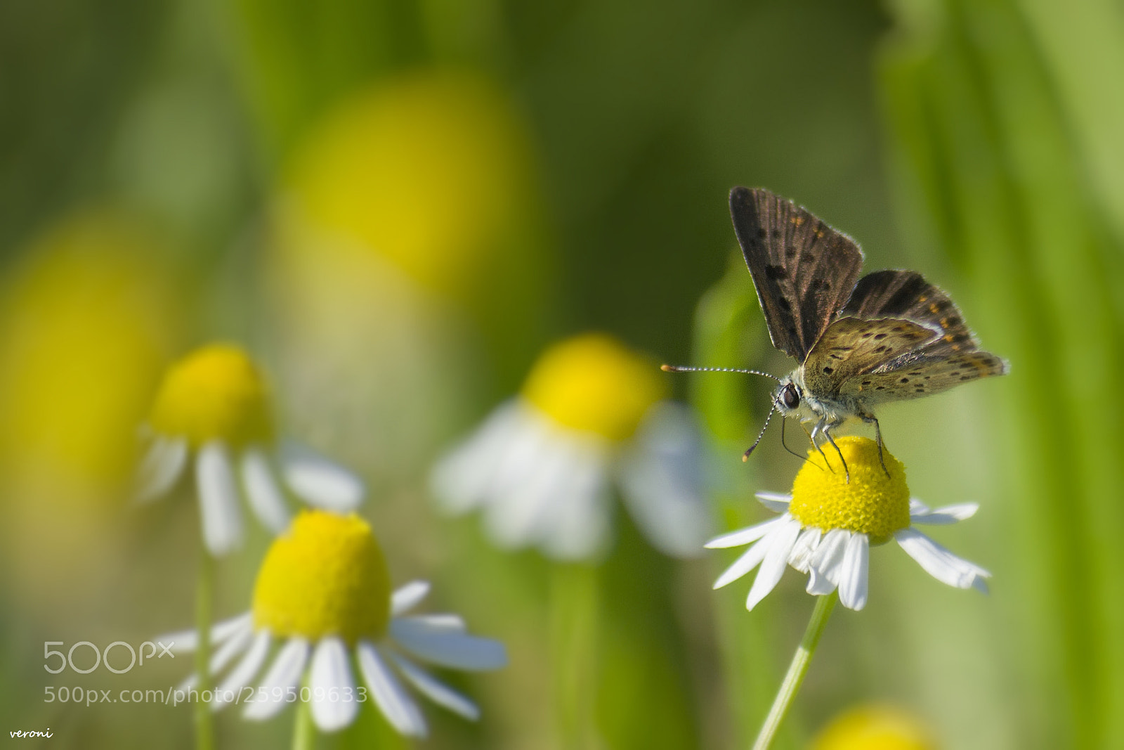 Nikon D3100 sample photo. Yellow fineness photography