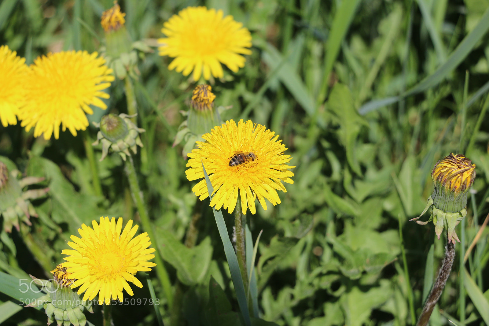 Canon EOS 70D sample photo. Img photography