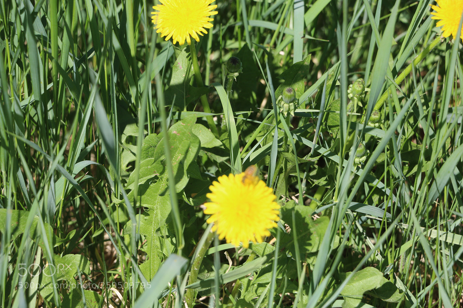 Canon EOS 70D sample photo. Img photography