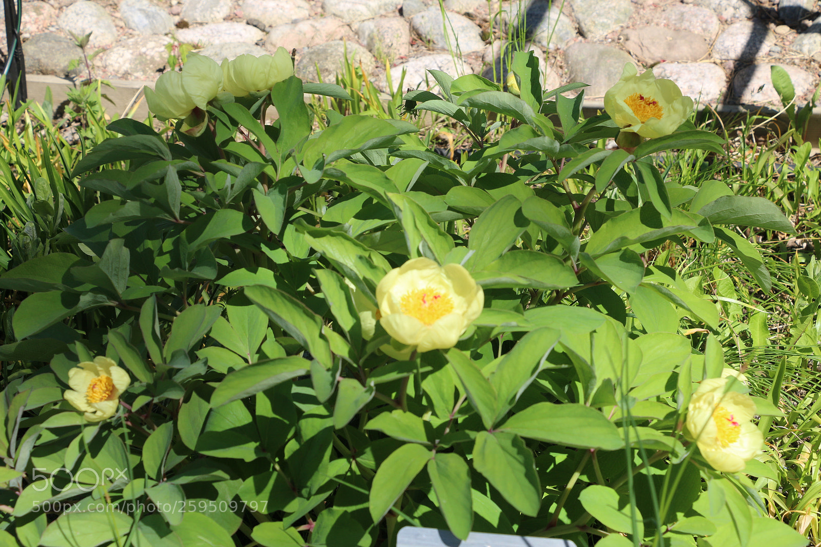 Canon EOS 70D sample photo. Img photography