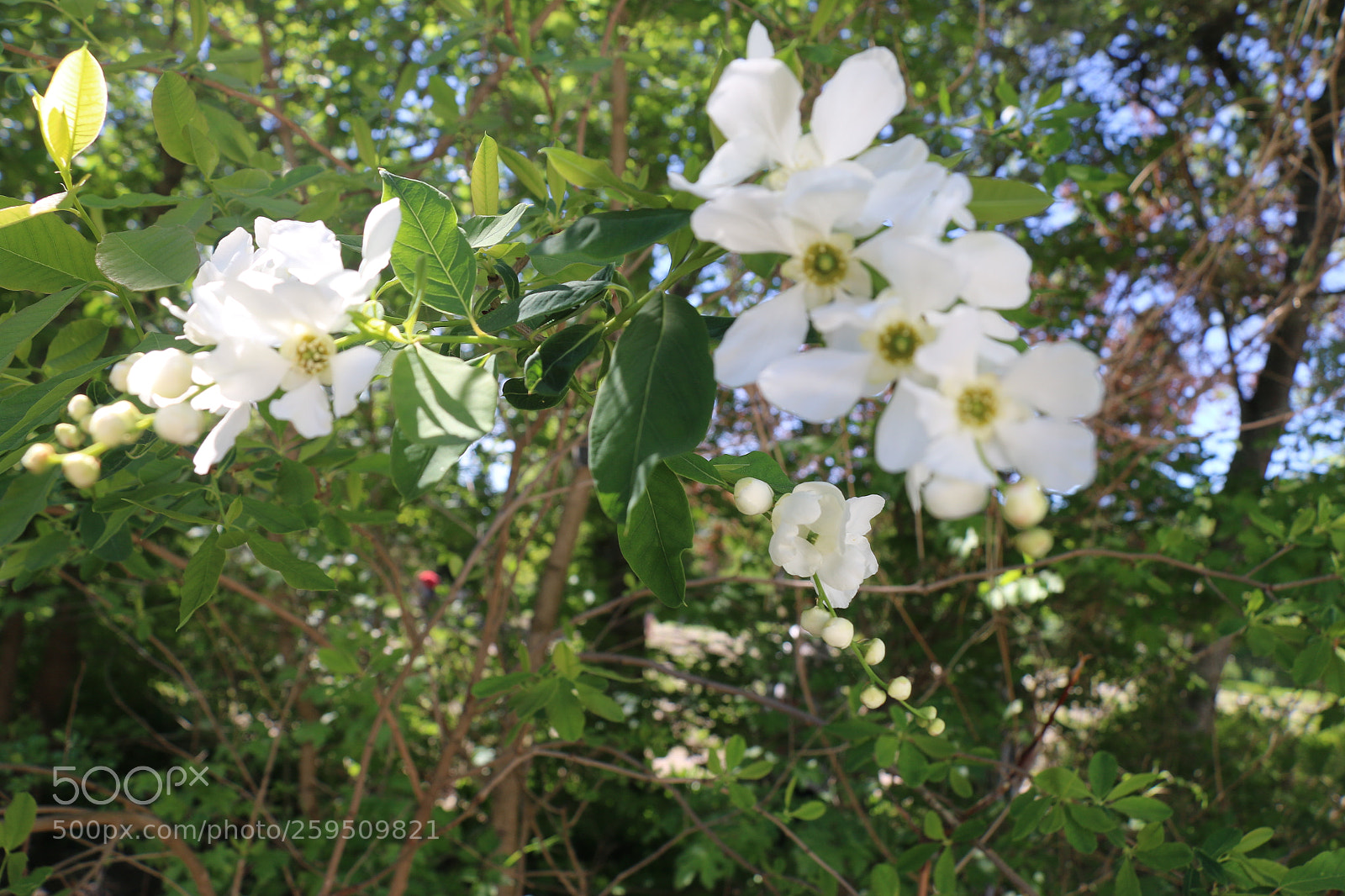 Canon EOS 70D sample photo. Img photography