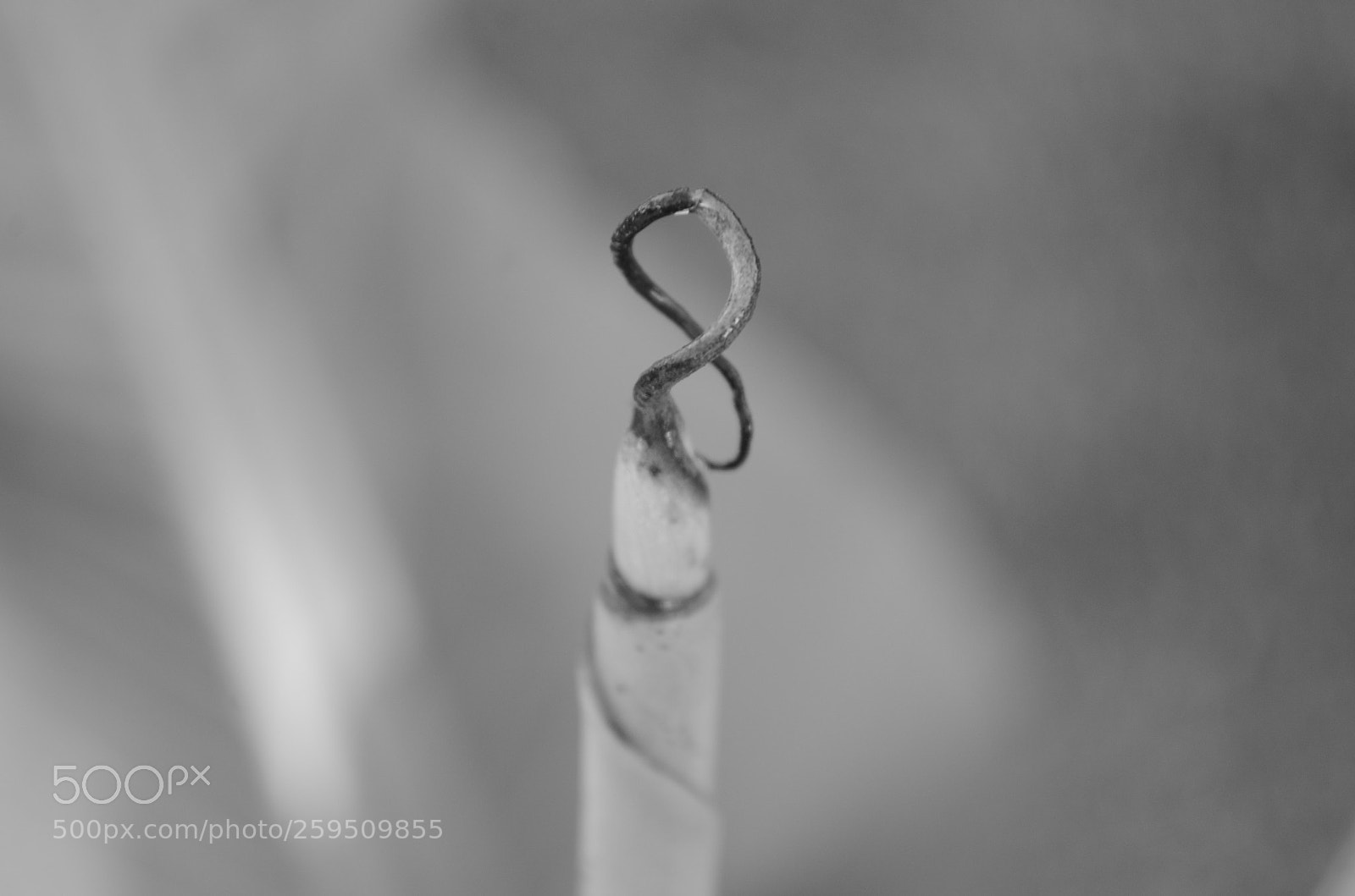 Nikon D5100 sample photo. Enfinity photography