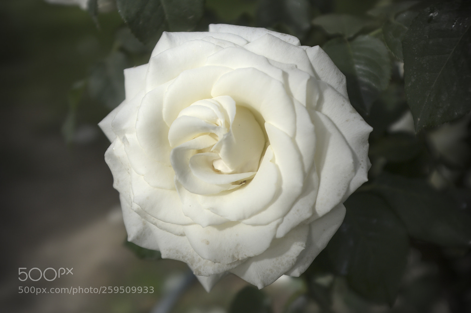 Fujifilm X100F sample photo. Rose photography