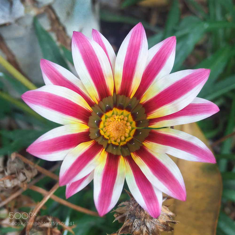 Apple iPhone 6 sample photo. Daisy photography