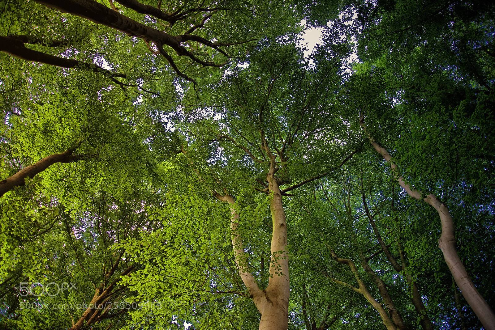 Nikon D800 sample photo. In the wood (iii) photography