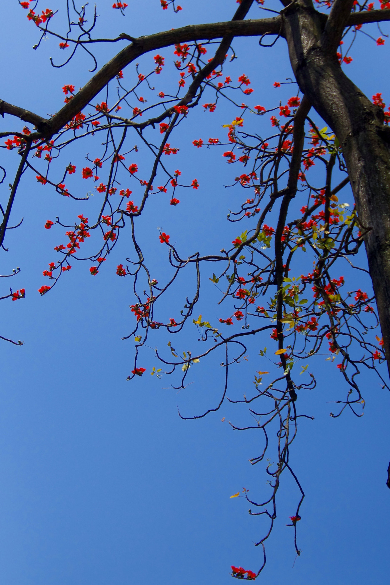 Pentax K-5 IIs sample photo. Red flower photography