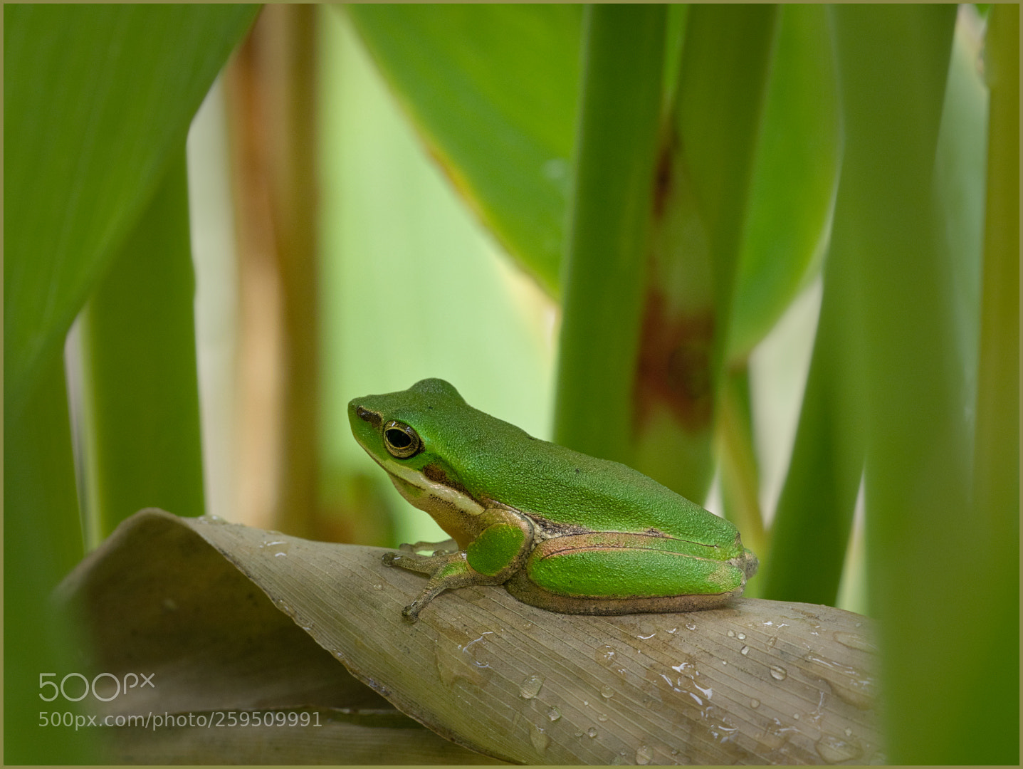 Olympus OM-D E-M1 Mark II sample photo. Eastern sedge frog photography
