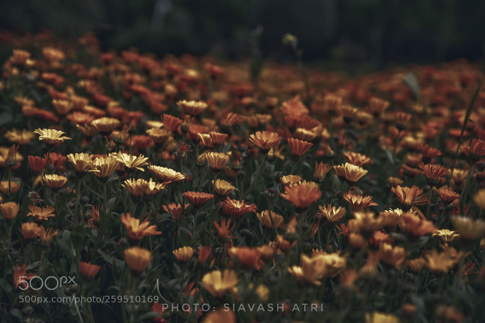 Canon EOS-1D X sample photo. Untitled photography