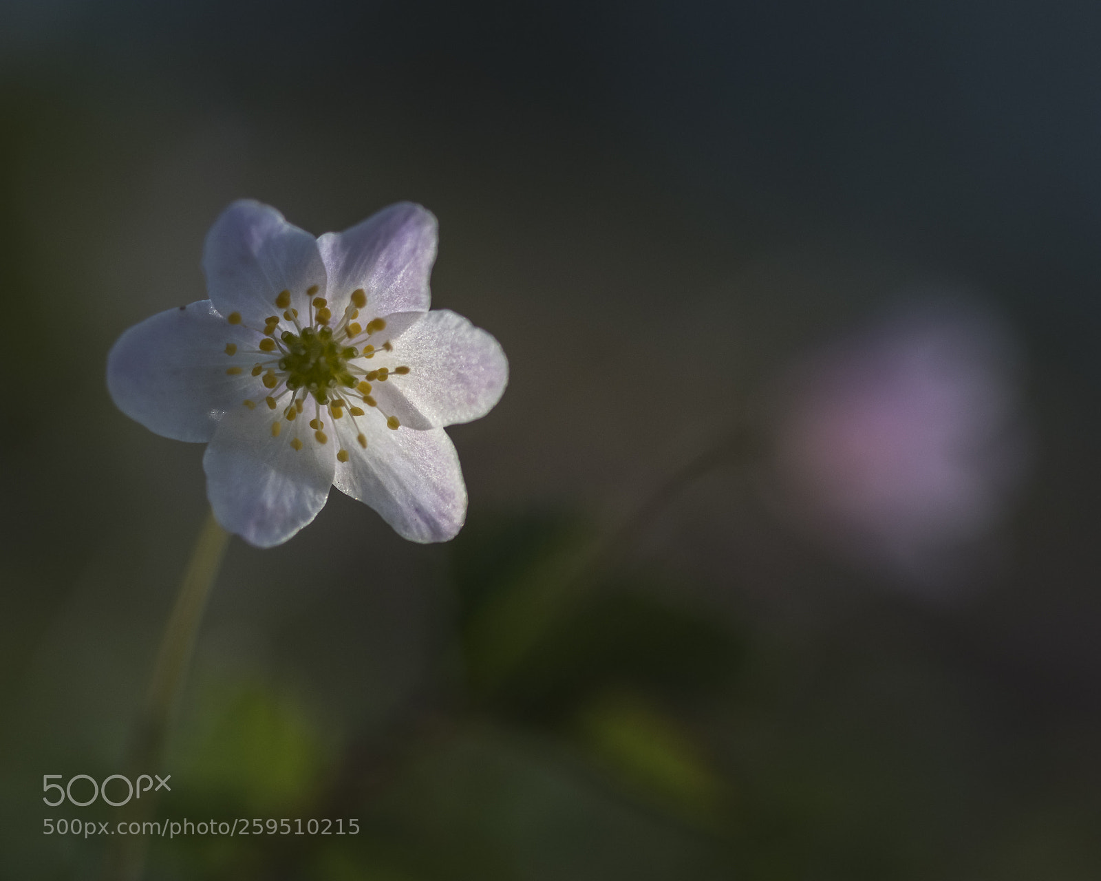 Nikon D850 sample photo. Hvitveis photography