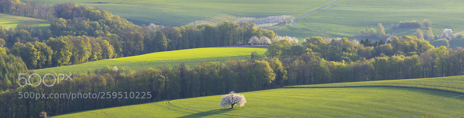 Canon EOS 5D Mark IV sample photo. Tree photography