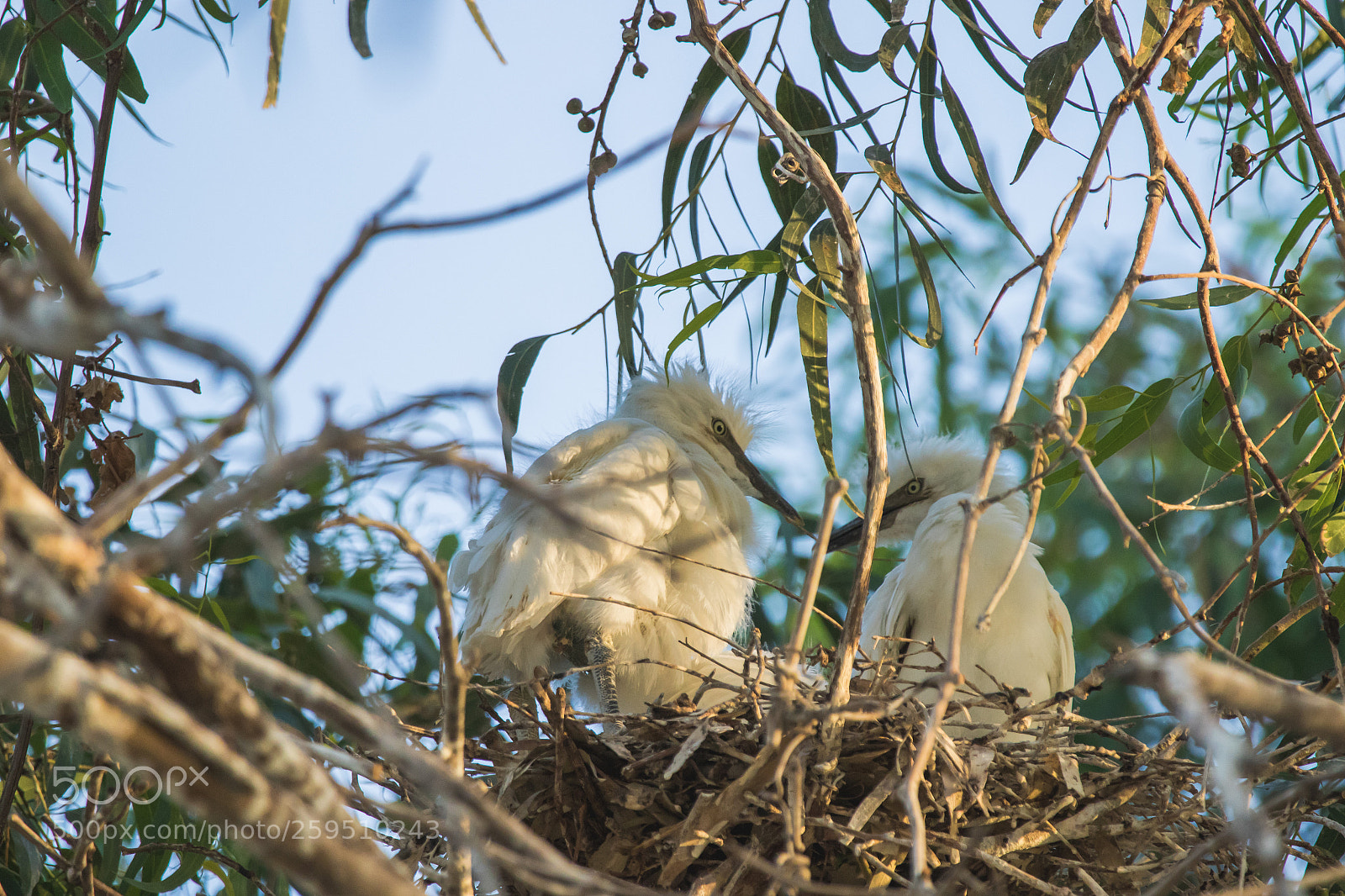 Canon EOS 7D Mark II sample photo. Young birds photography