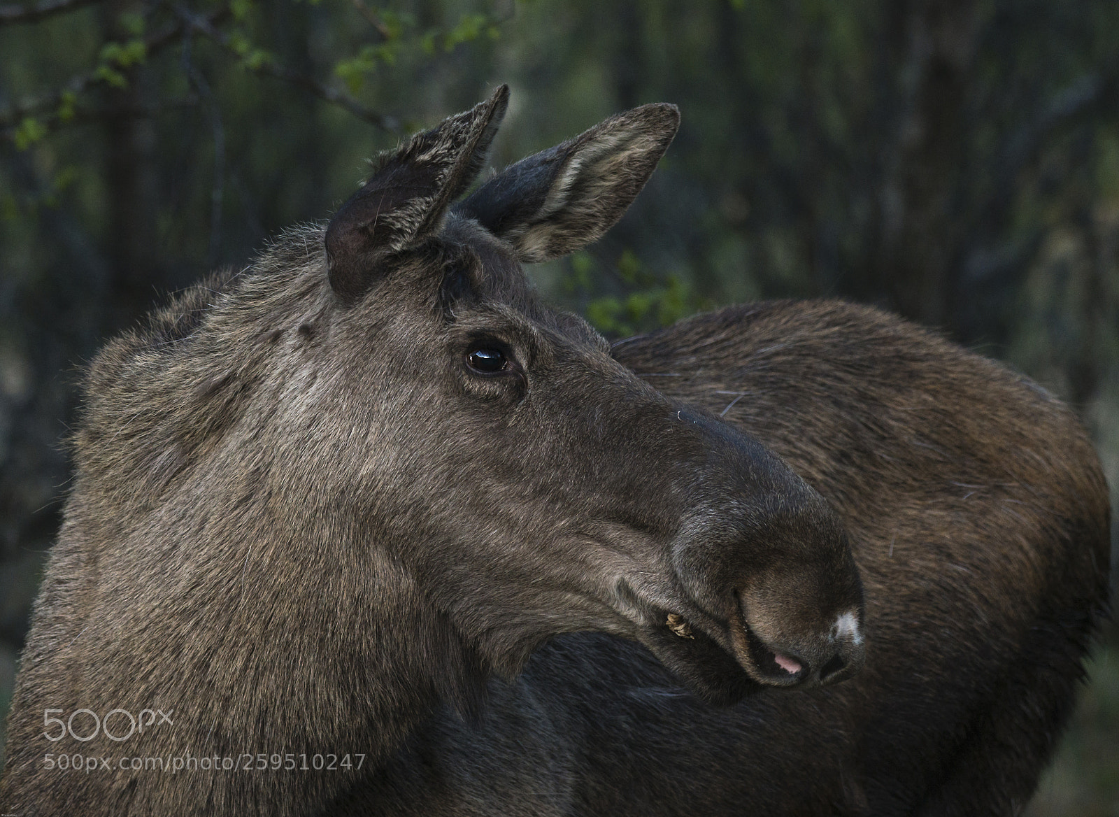 Nikon D800 sample photo. Elg hvitsnute photography