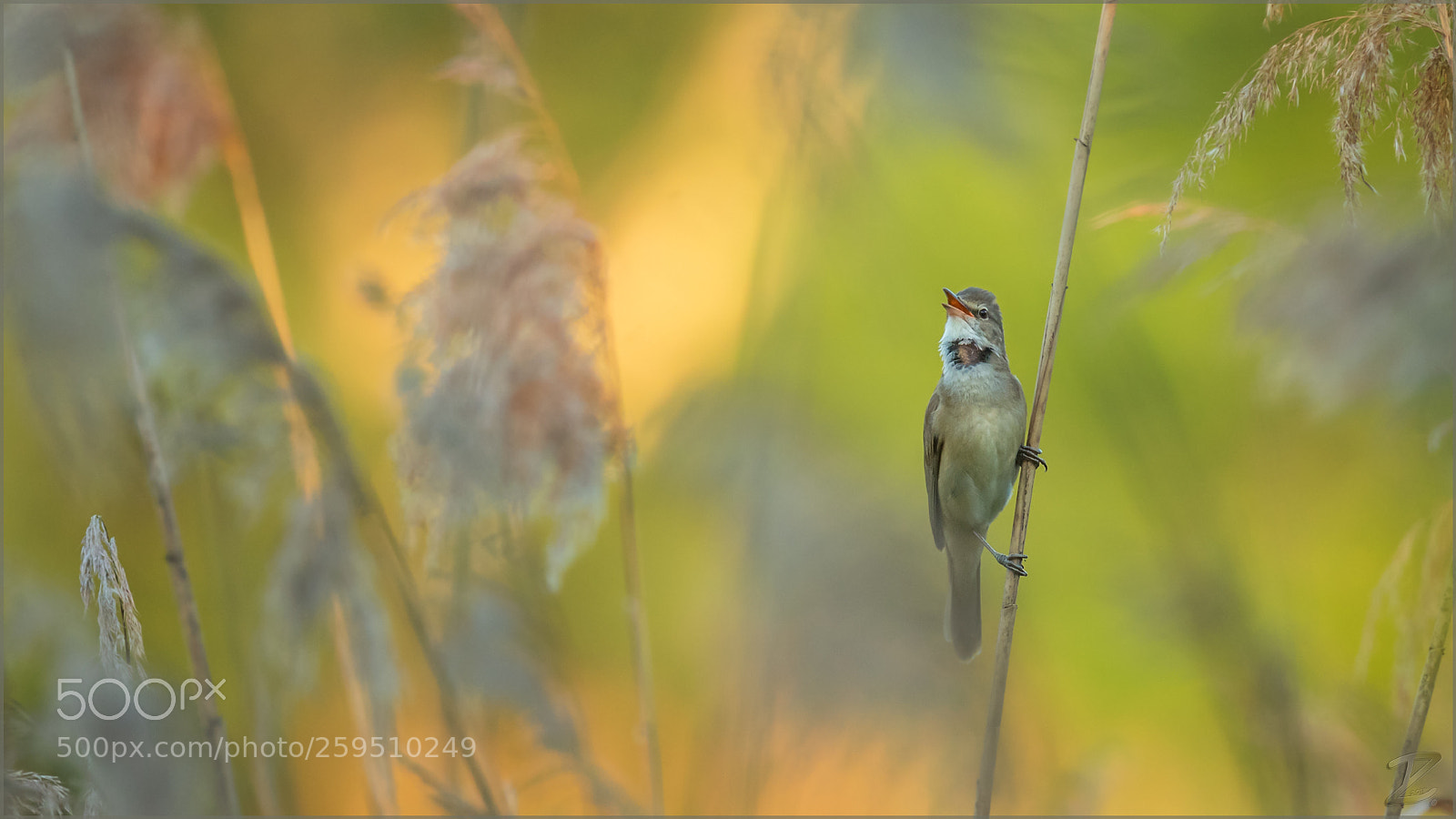 Canon EOS 7D Mark II sample photo. Drosselrohrs nger am abend photography