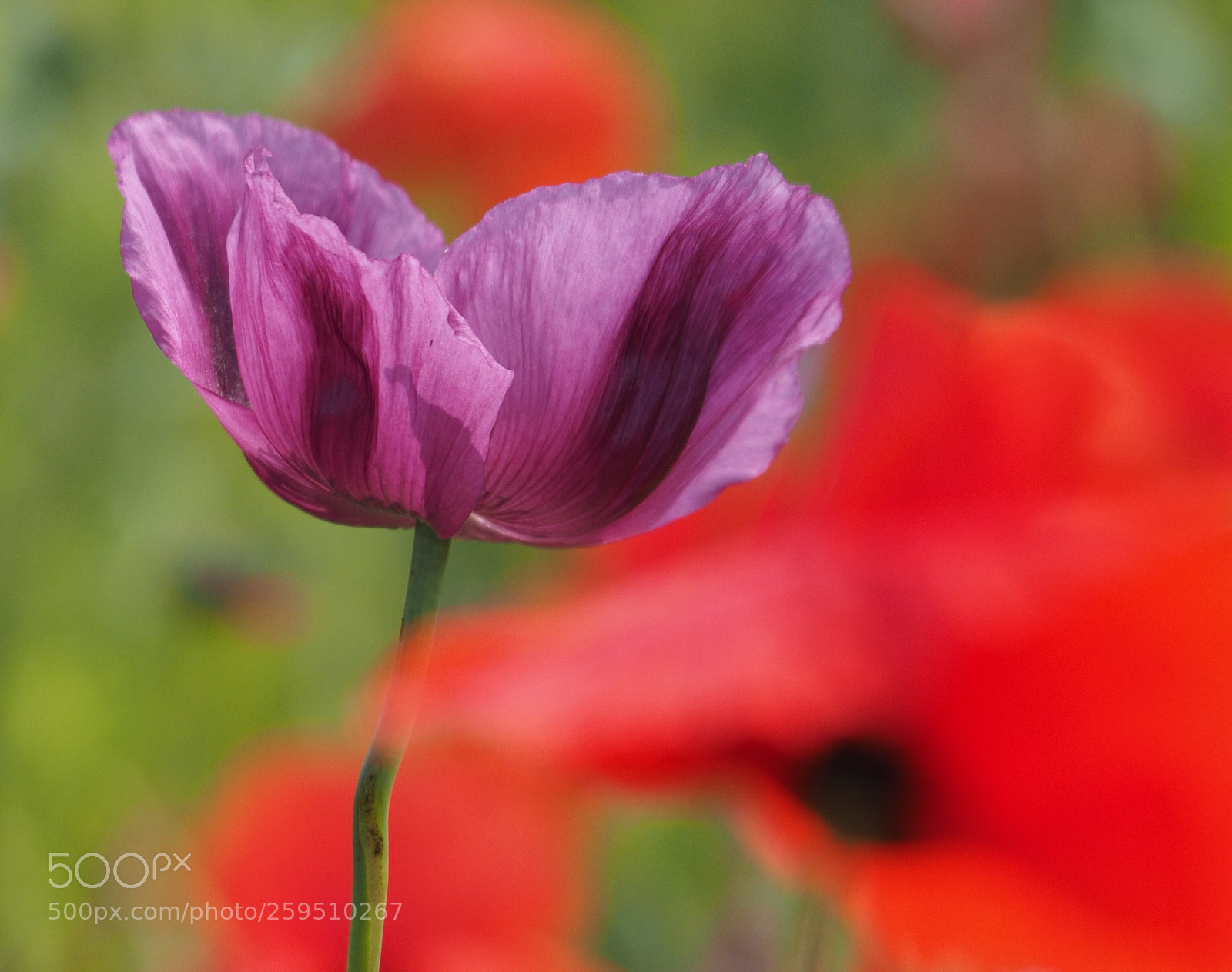 Olympus OM-D E-M1 sample photo. Poppys photography
