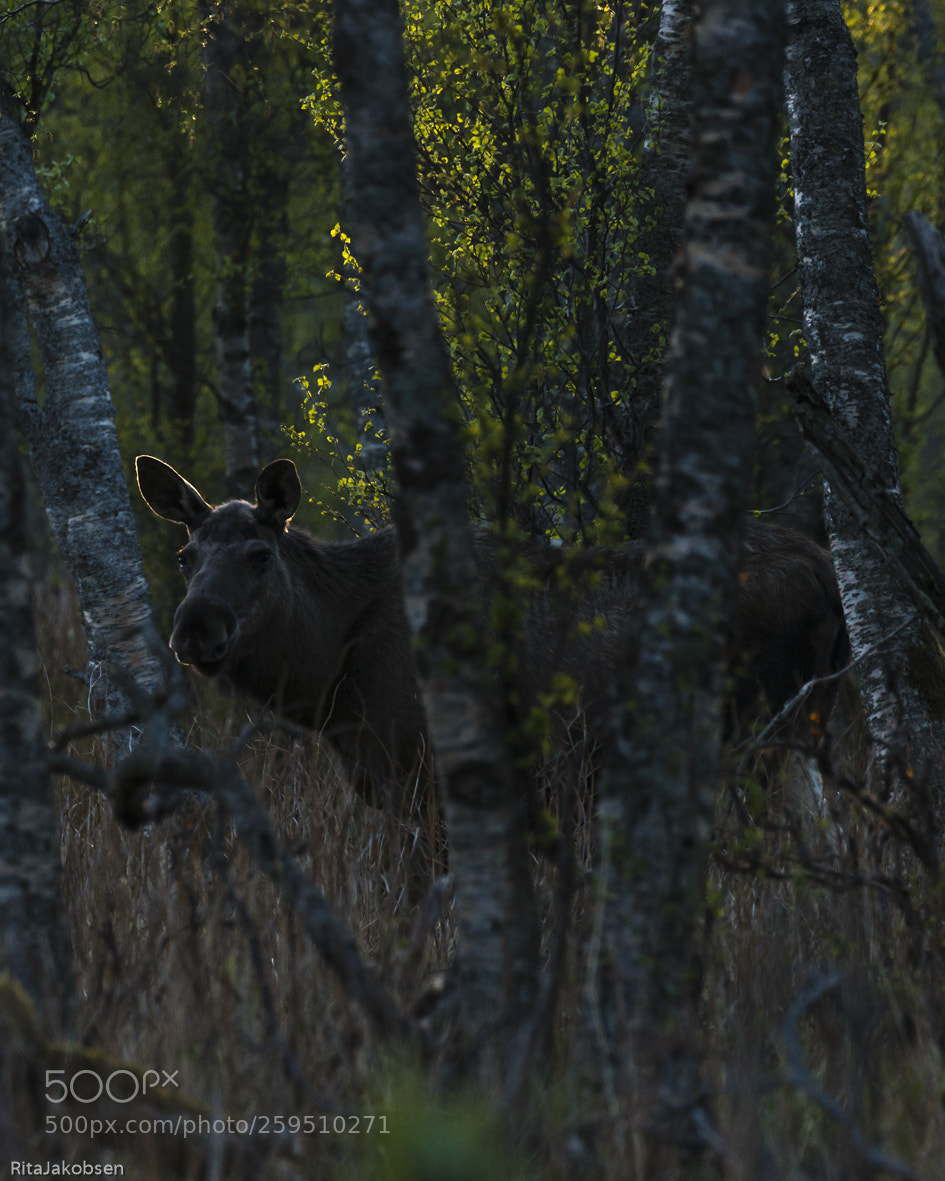 Nikon D800 sample photo. Skogens konge photography