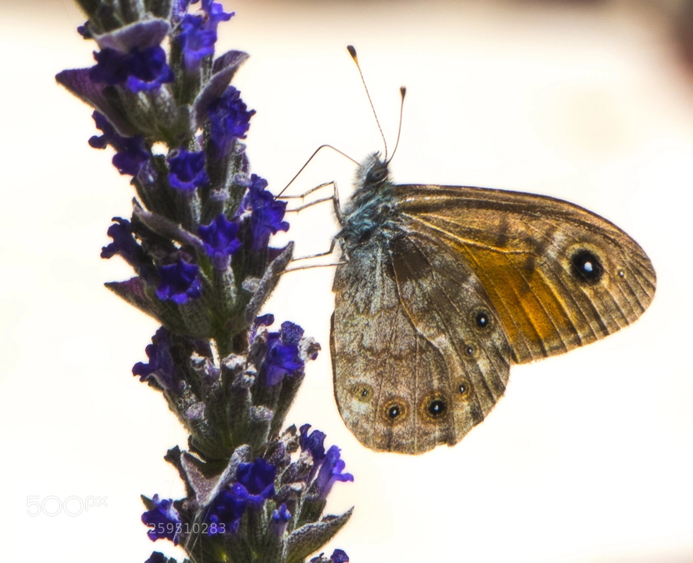 Nikon D750 sample photo. Butterfly on flower photography
