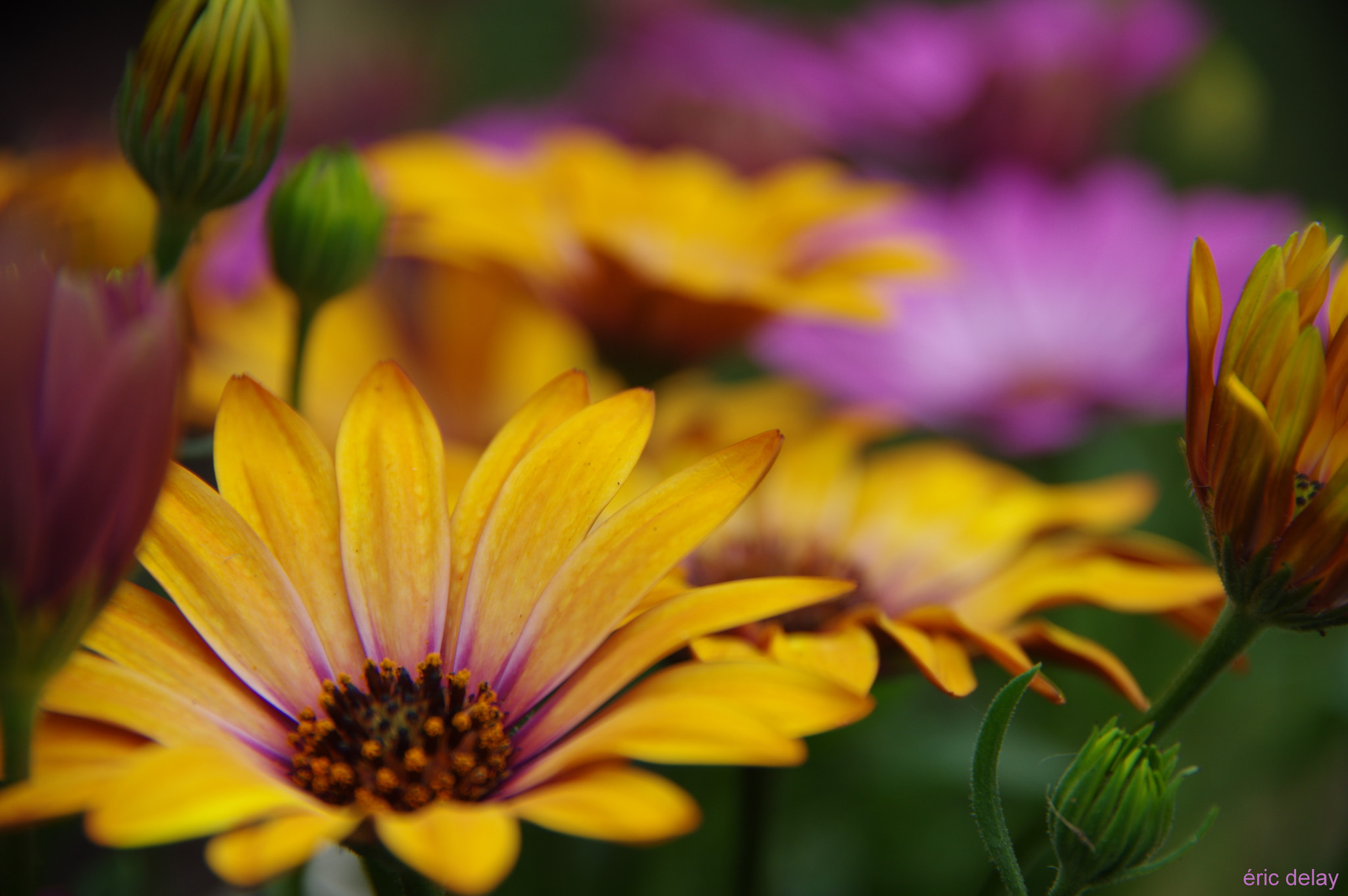 Pentax K-3 sample photo. Jaune ! photography