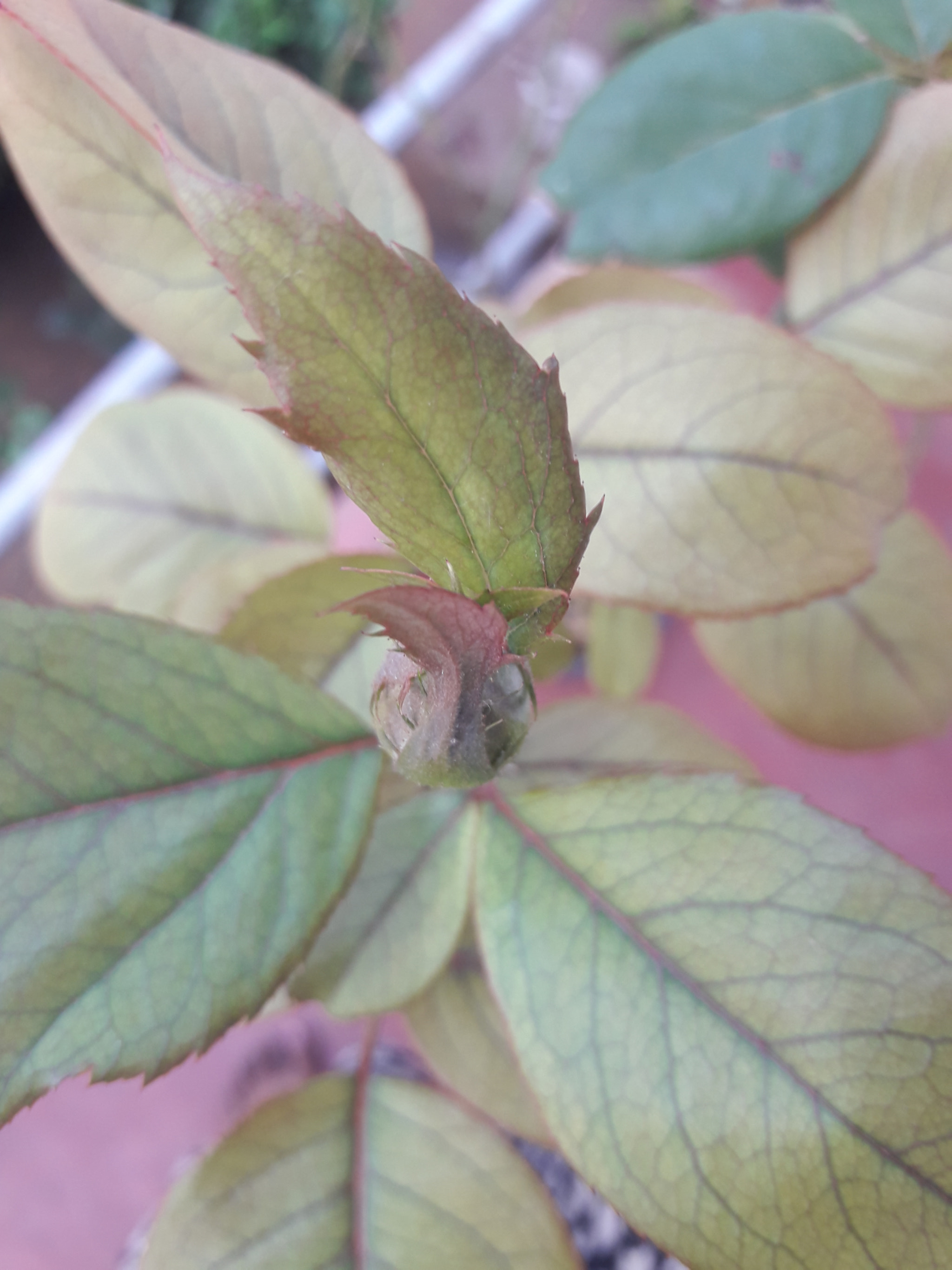 Samsung Galaxy J7 Neo sample photo