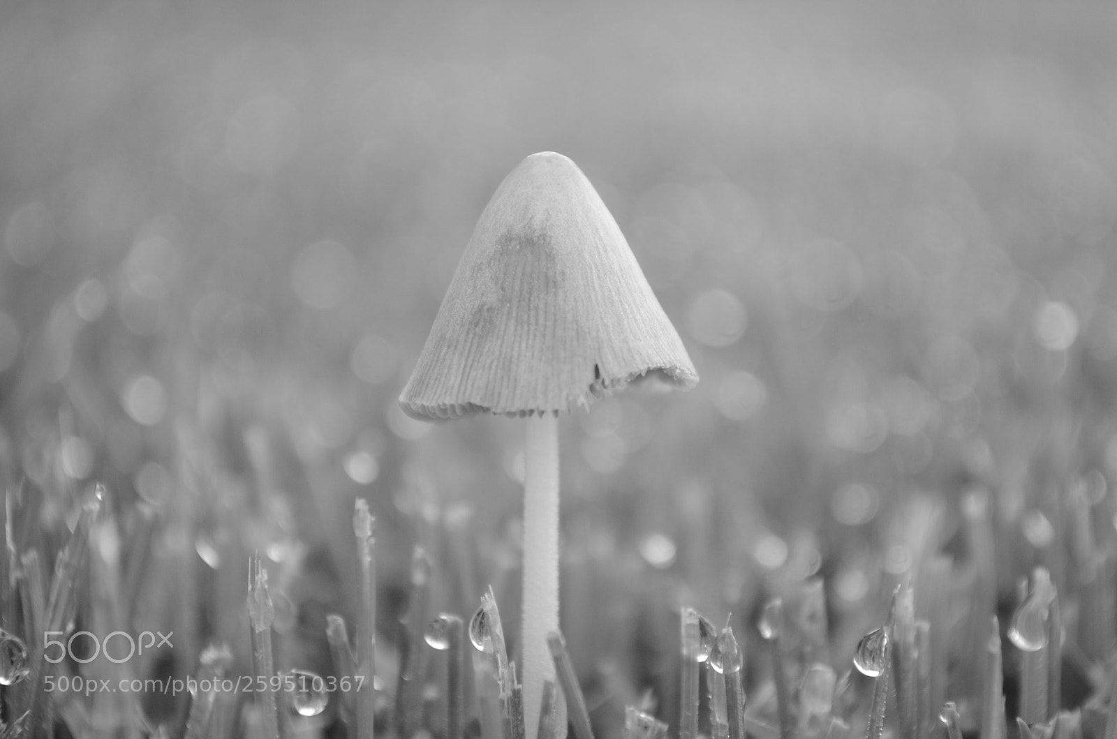 Nikon D5100 sample photo. Let it rain photography